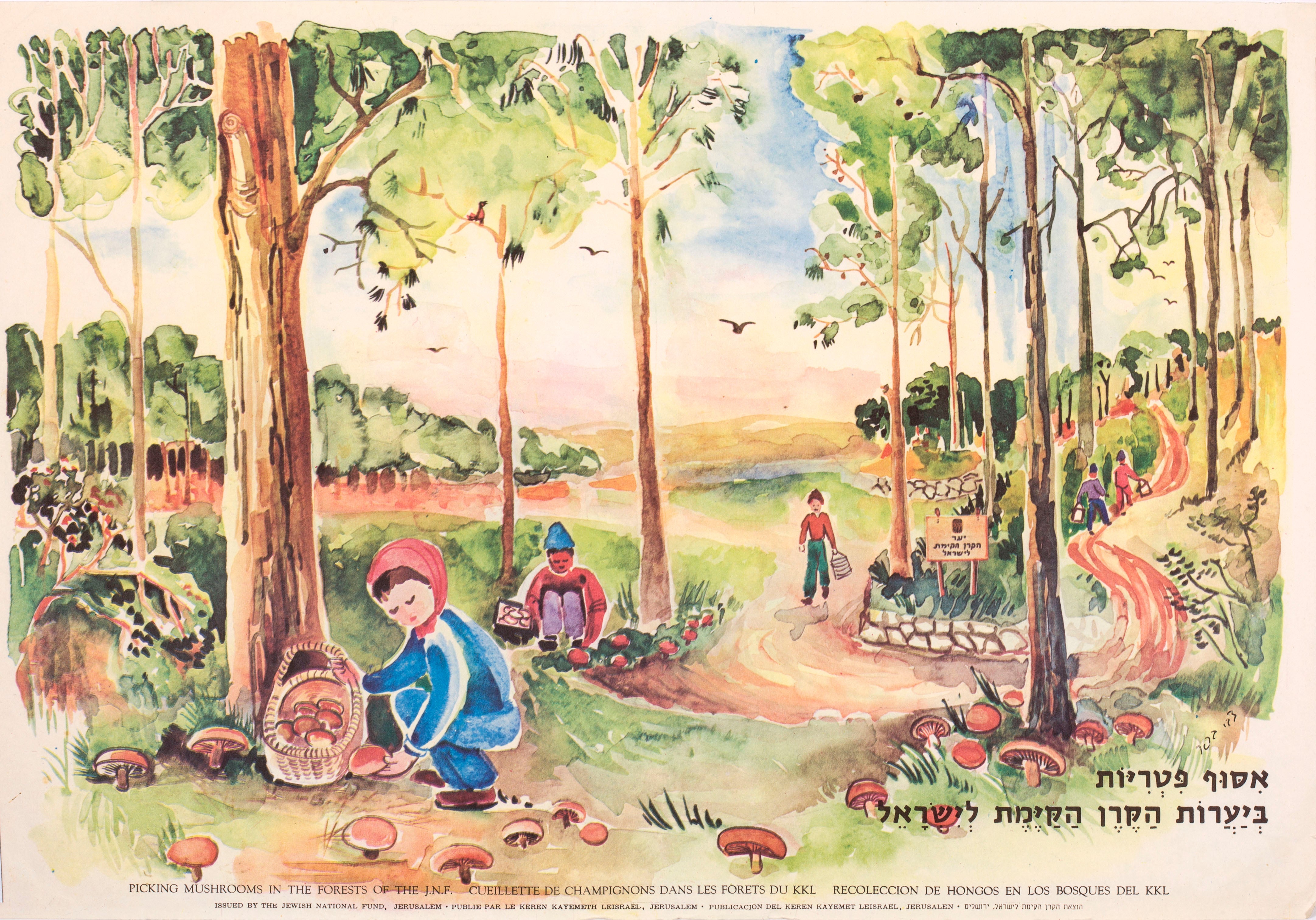 איסוף פטריות ביערות הקרן הקימת לישראל