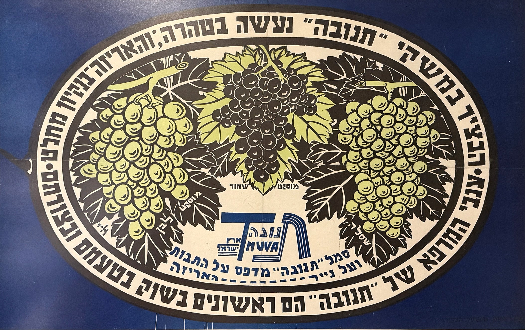 הבציר במשקי תנובה נעשה בטהרה