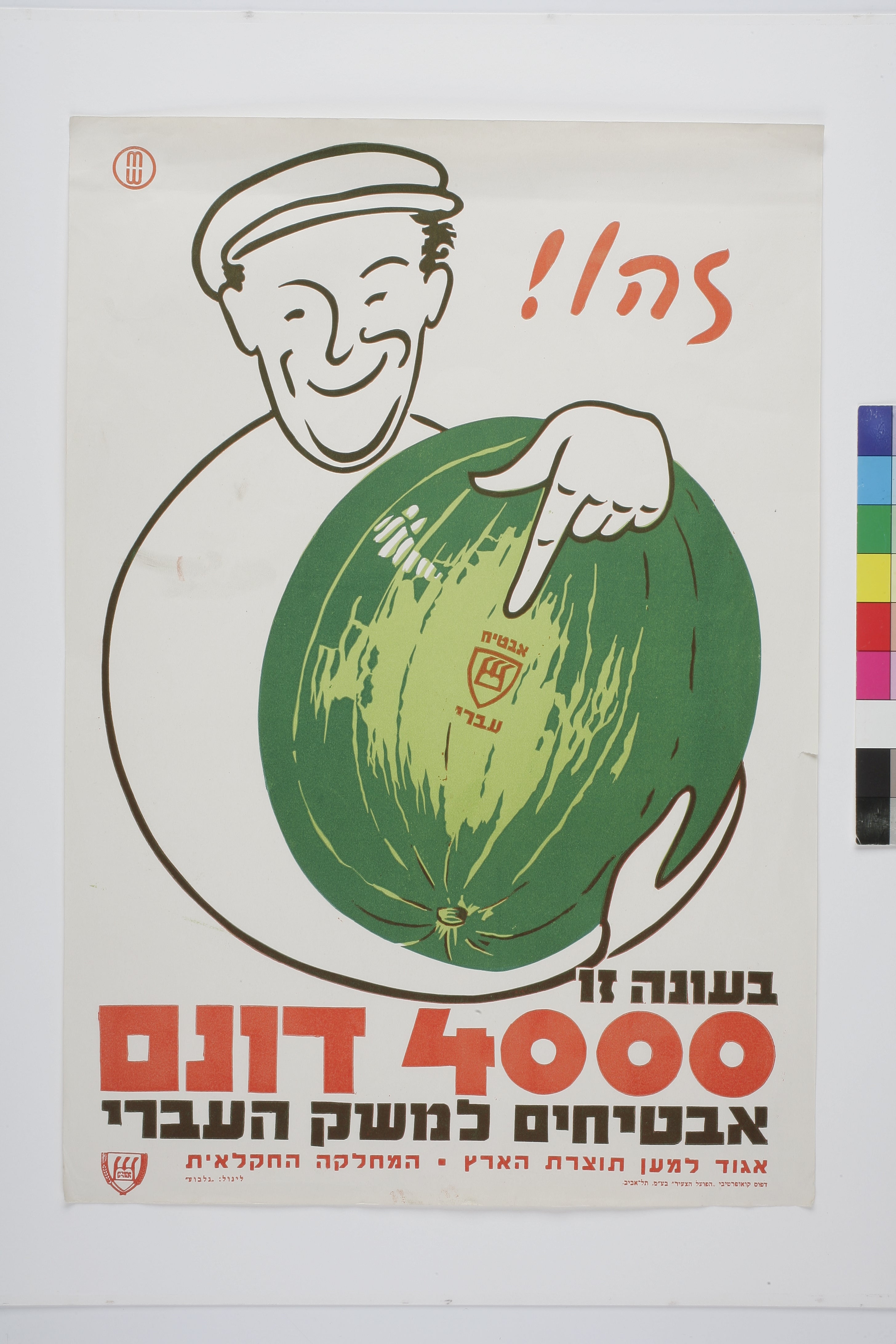 זהו! אבטיח עברי. בעונה זו 4,000 דונם אבטיחים למשק העברי